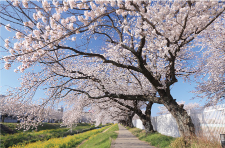 佐名川の桜