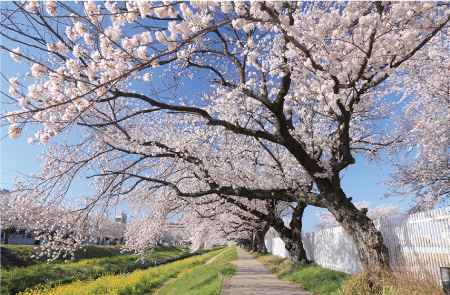inari-Photograph02 佐名川の桜